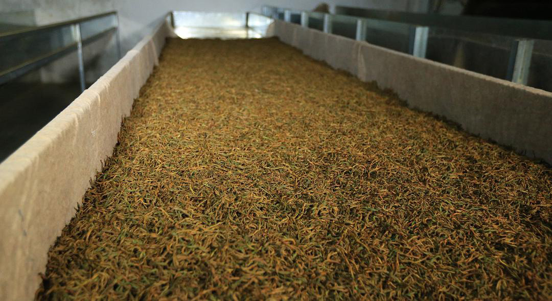 芽孢發酵 芽孢發酵